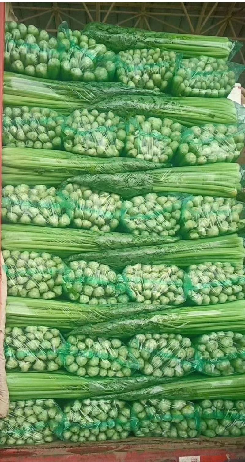 夏邑西芹大量上市，各种规格，商超直供，欢迎新老顾客前来订