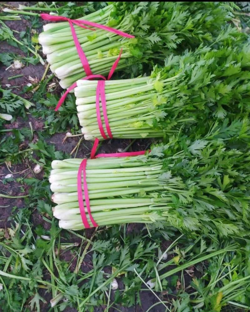 夏邑西芹大量上市，各种规格，商超直供，欢迎新老顾客前来订