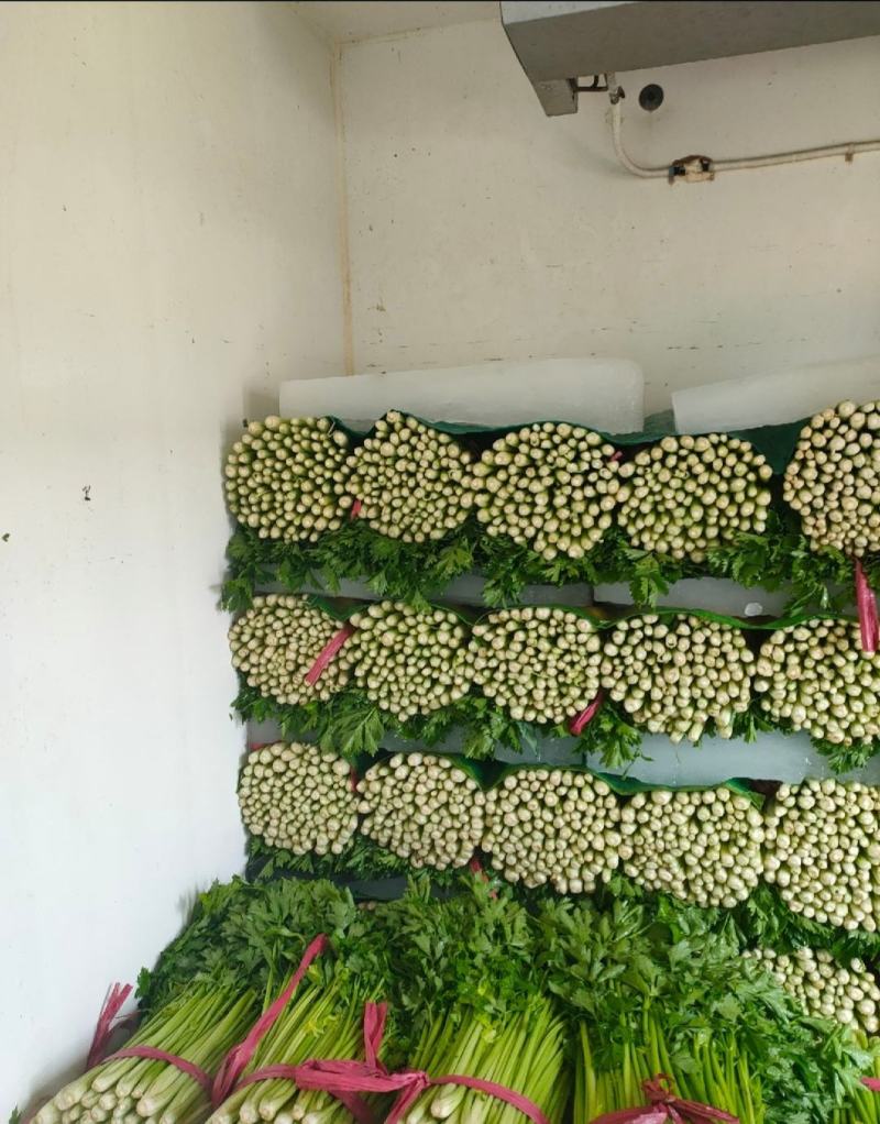 皇后芹菜大量上市，各种规格齐全，一次合作终身朋友