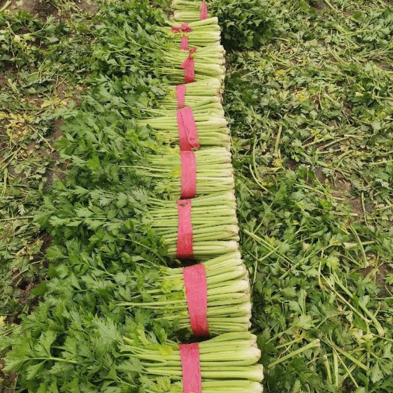 夏邑西芹大量上市，各种规格，商超直供，欢迎新老顾客前来订