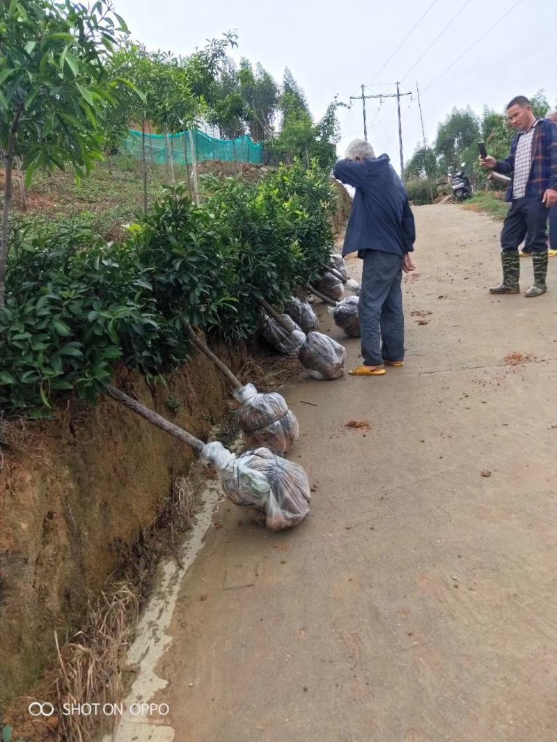 山竹苗岭南山竹苗南方黄金山竹苗绿化树嫁接苗