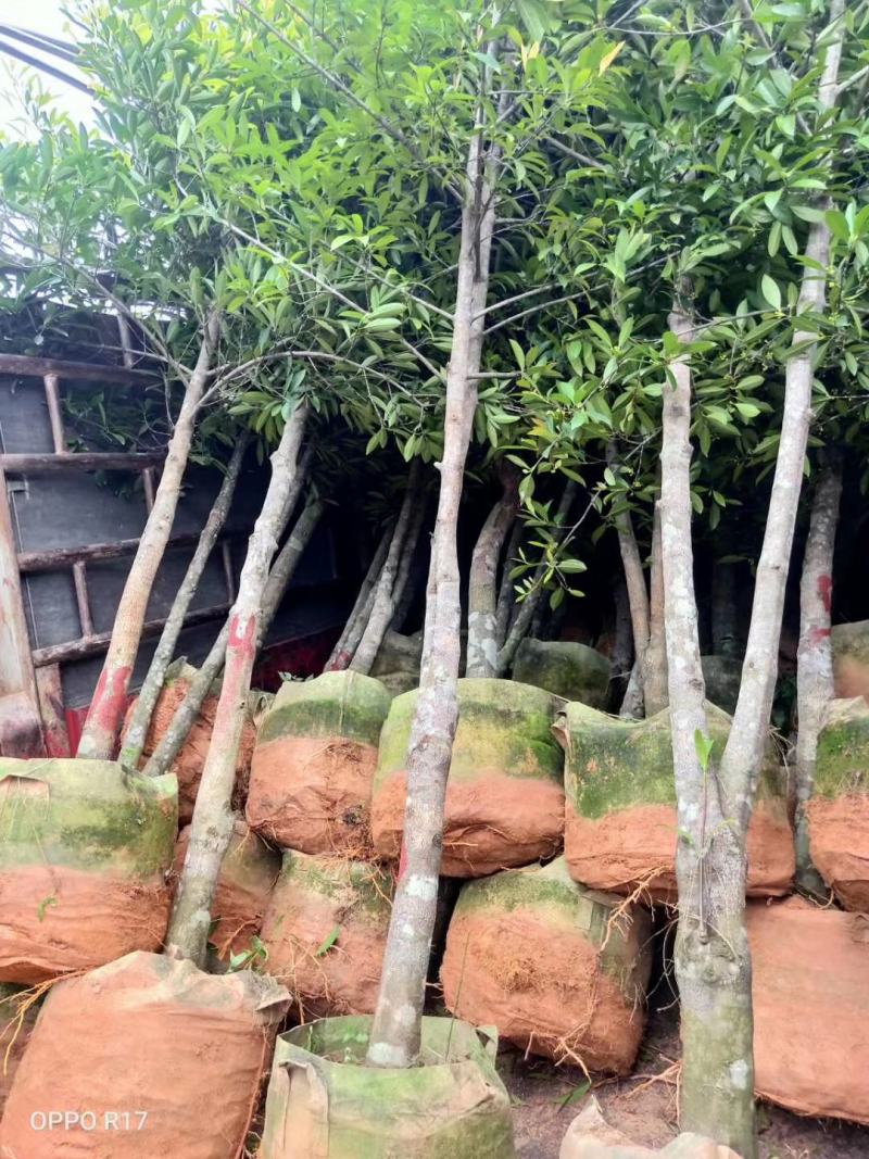 山竹苗岭南山竹苗南方黄金山竹苗绿化树嫁接苗