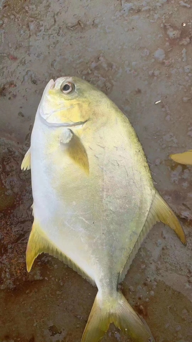 北海工厂一手金鲳鱼直供，产地一手货源直发，欢迎对比！