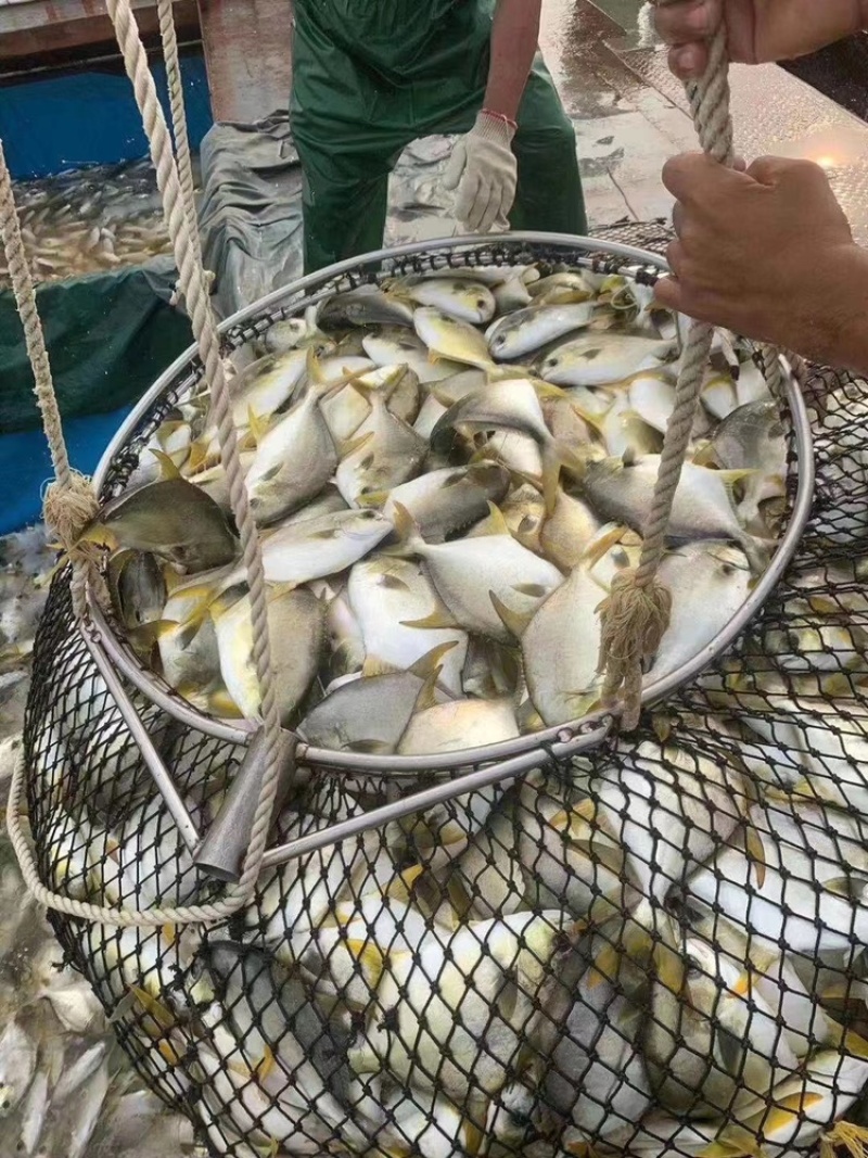 北海工厂一手金鲳鱼直供，产地一手货源直发，欢迎对比！
