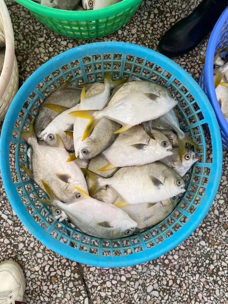 北海工厂一手金鲳鱼直供，产地一手货源直发，欢迎对比！