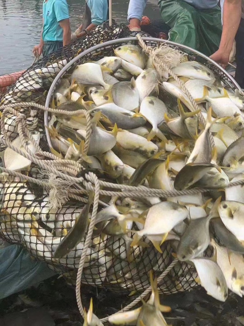 北海工厂一手金鲳鱼直供，产地一手货源直发，欢迎对比！