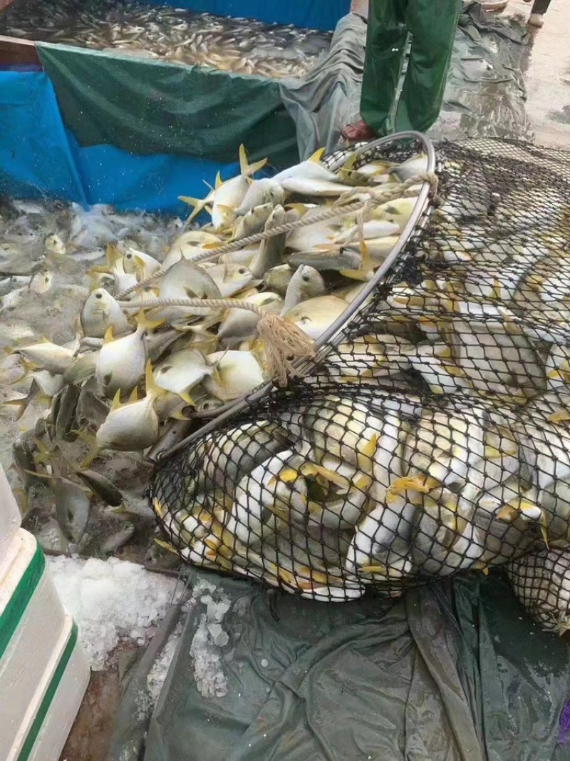 北海工厂一手金鲳鱼直供，产地一手货源直发，欢迎对比！