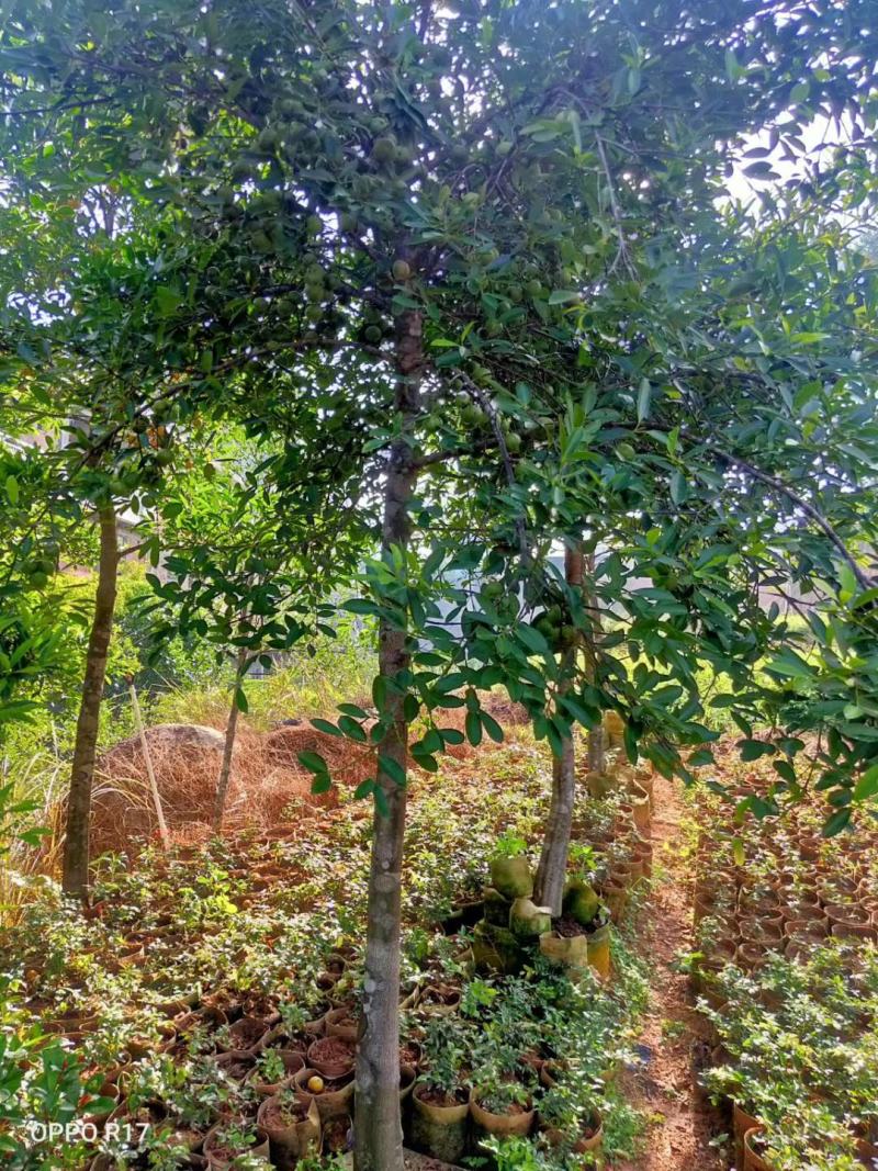 山竹苗岭南山竹苗南方黄金山竹苗绿化树嫁接苗