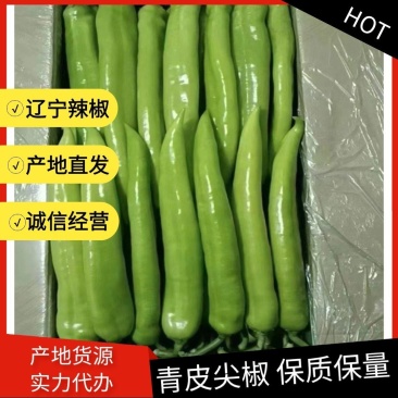 辽宁鞍山精品尖椒基地直供诚信经营保证保量欢迎拿货