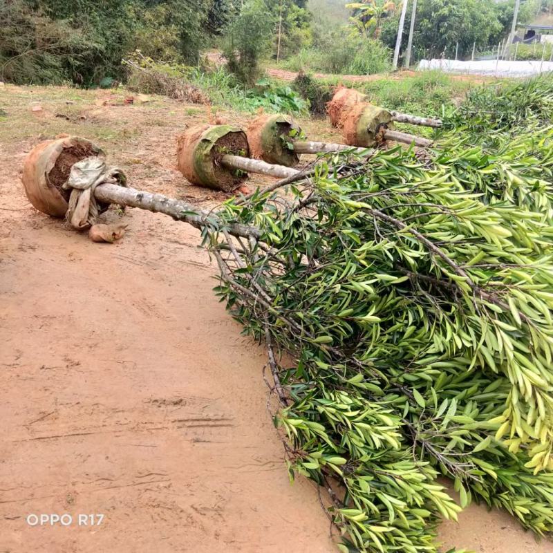 山竹苗岭南山竹苗南方黄金山竹苗绿化树嫁接苗