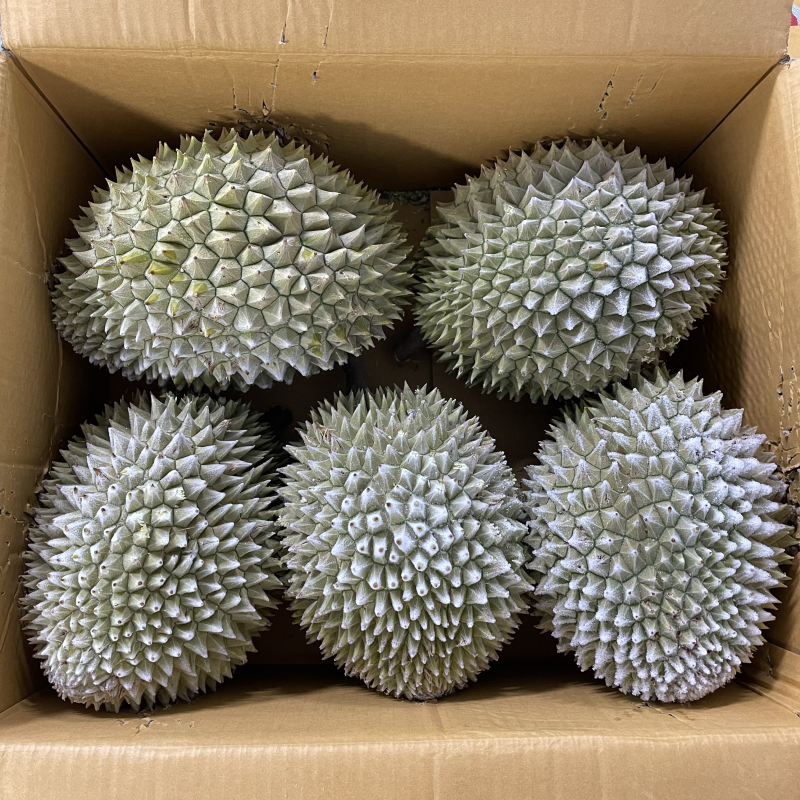 液氮金枕榴莲金枕巴掌电商供货液氮青尼液氮托曼尼都有现货