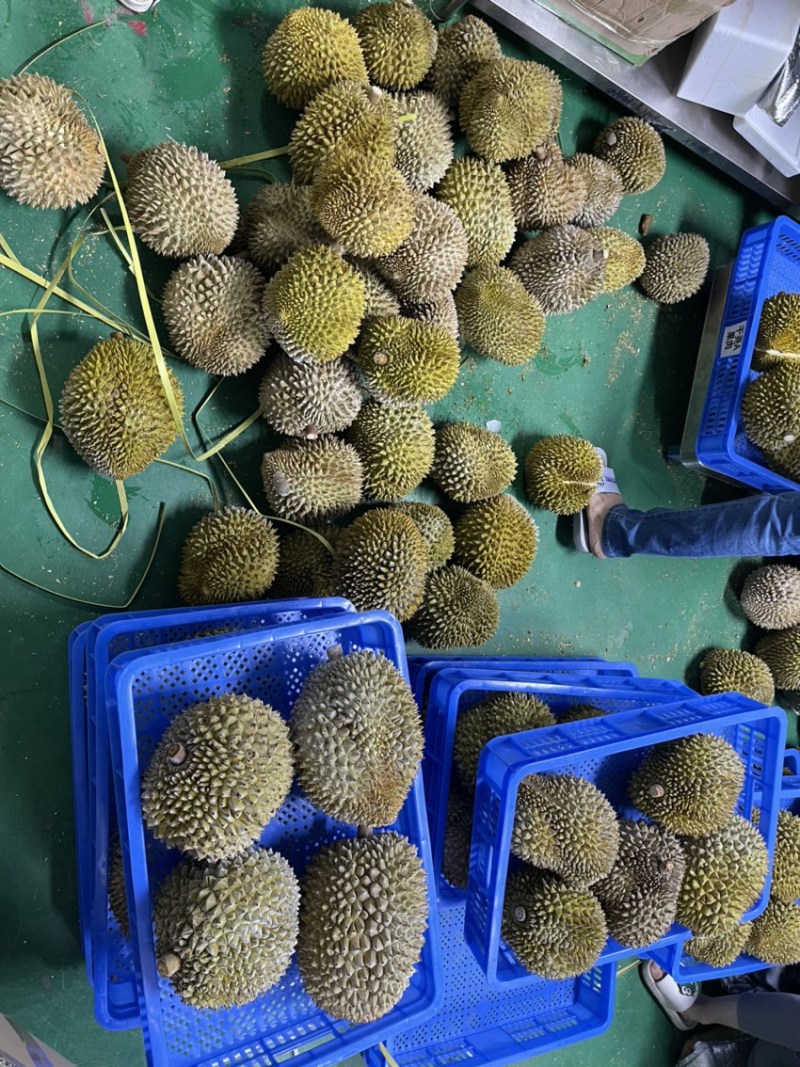 液氮金枕榴莲金枕巴掌电商供货液氮青尼液氮托曼尼都有现货