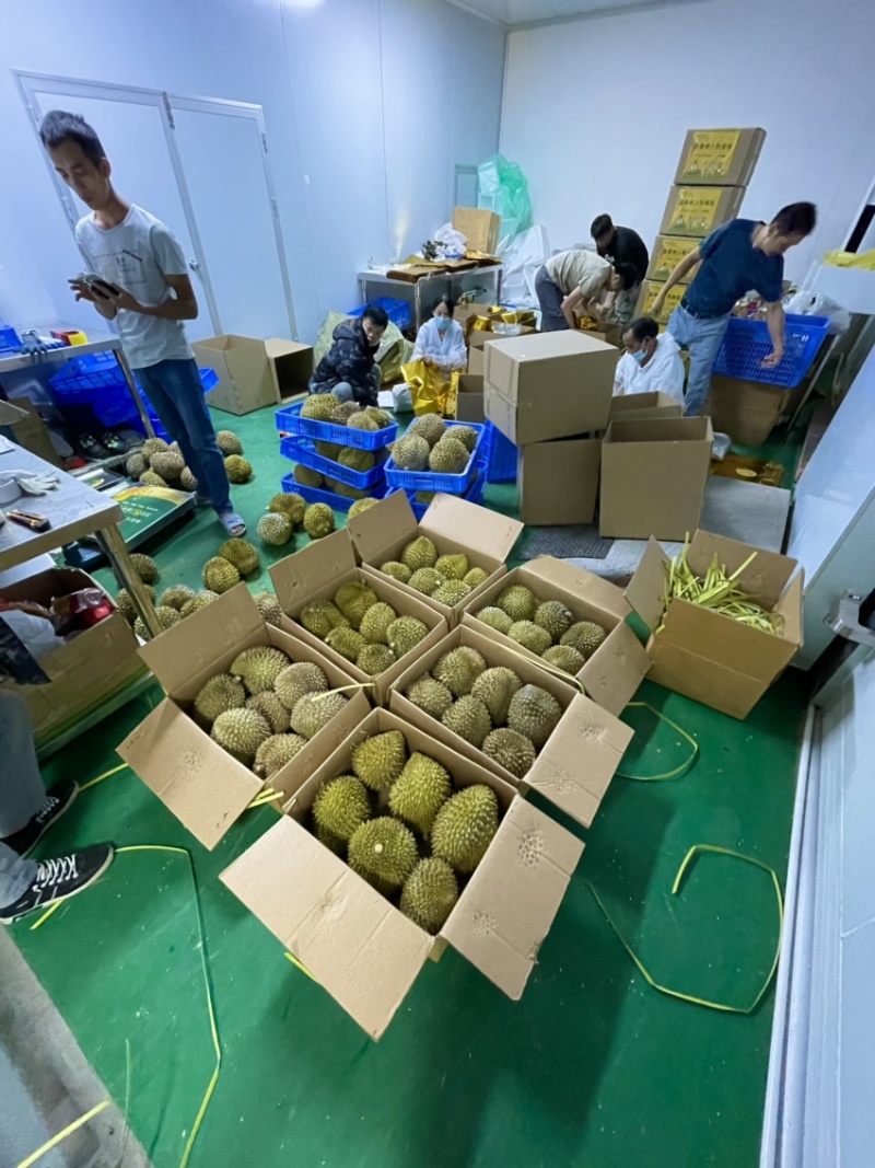 液氮金枕榴莲金枕巴掌电商供货液氮青尼液氮托曼尼都有现货