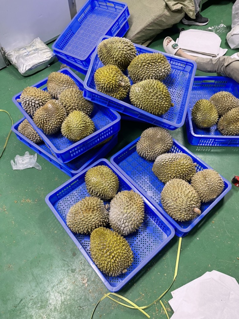 液氮金枕榴莲金枕巴掌电商供货液氮青尼液氮托曼尼都有现货