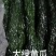 腌制的英菜，雪里红，大黄瓜，苏子叶