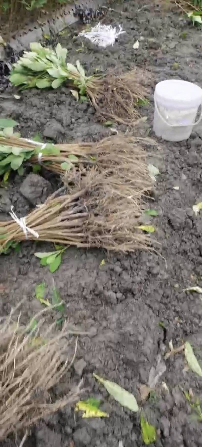 结香康乐苗业自营