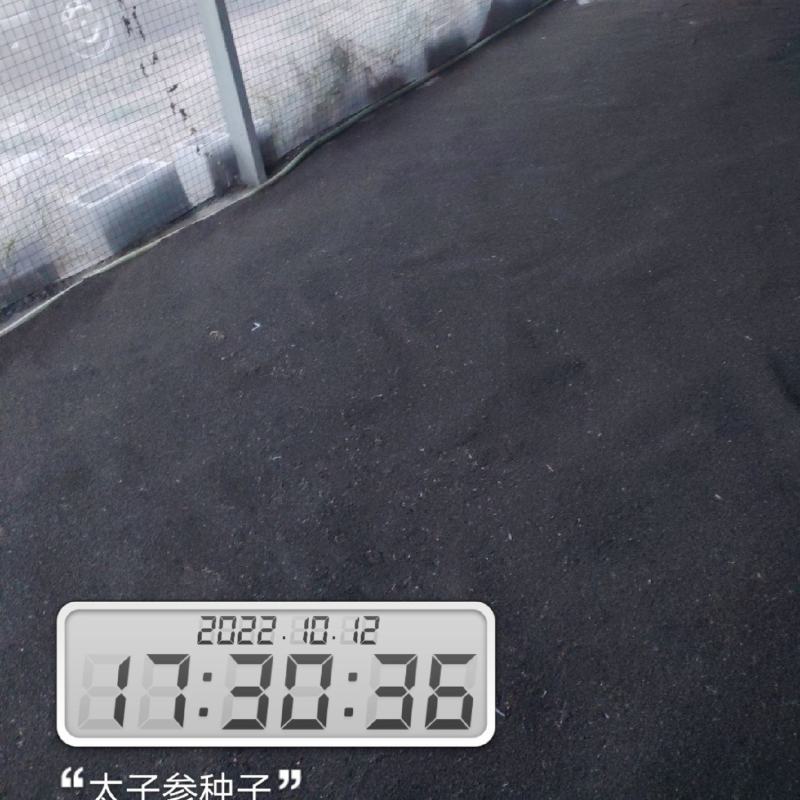 太子参种子