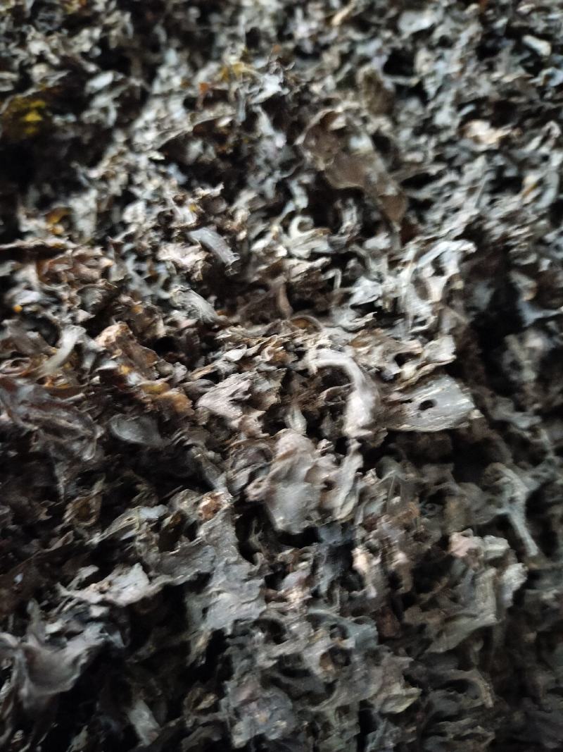 免洗地皮菜精品