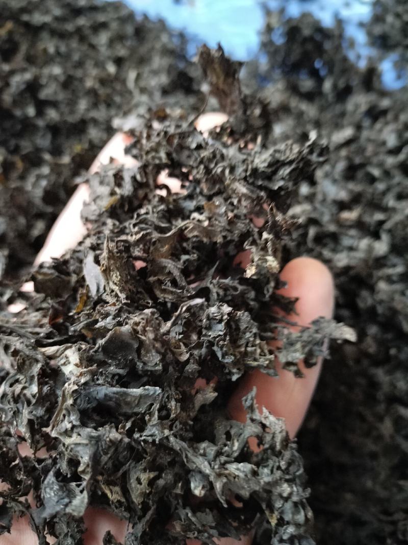 免洗地皮菜精品