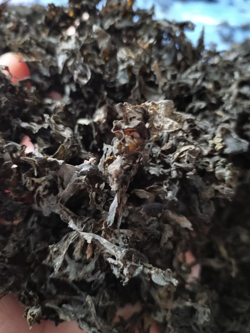 免洗地皮菜精品