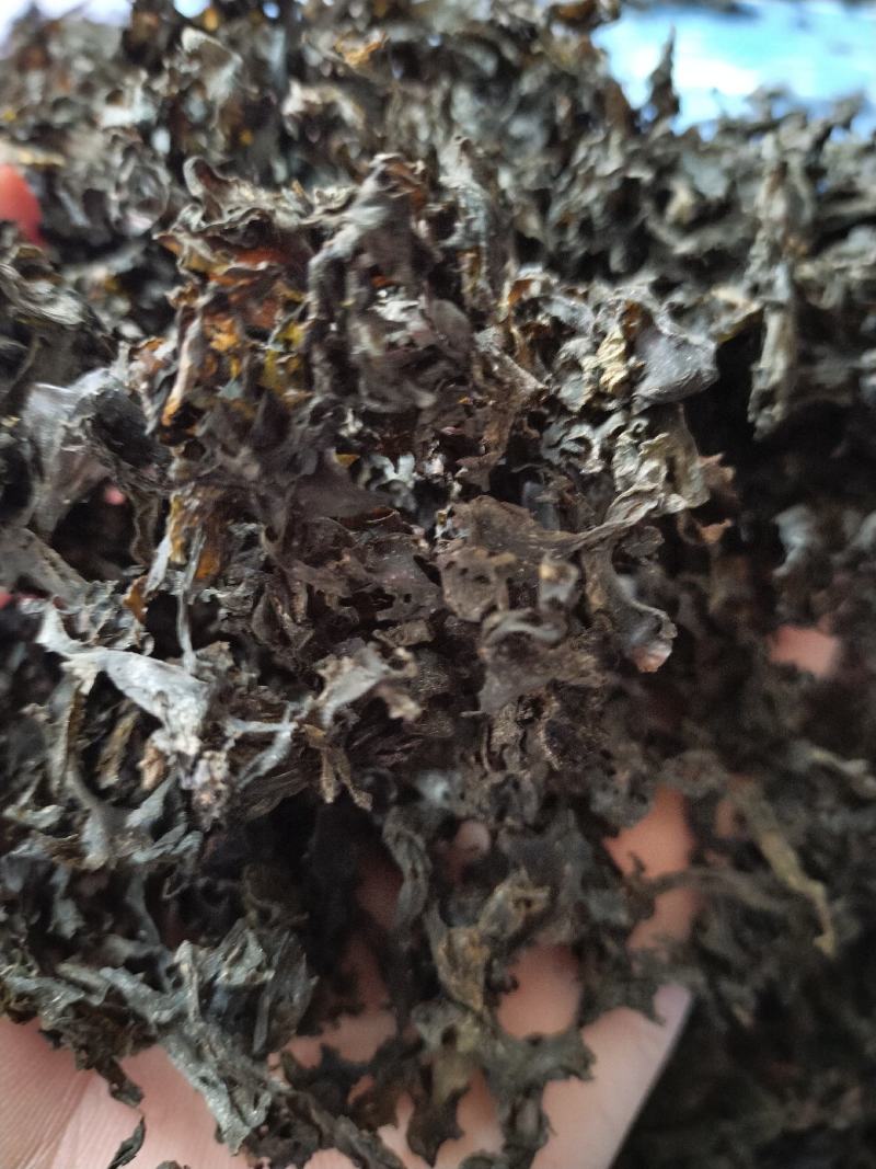 免洗地皮菜精品
