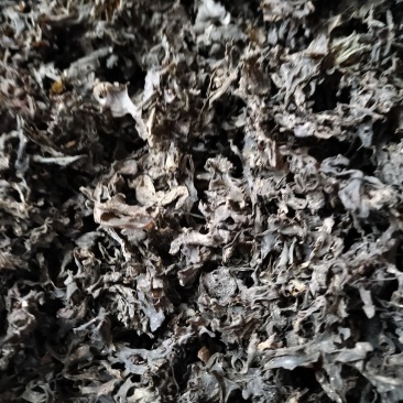 免洗地皮菜精品