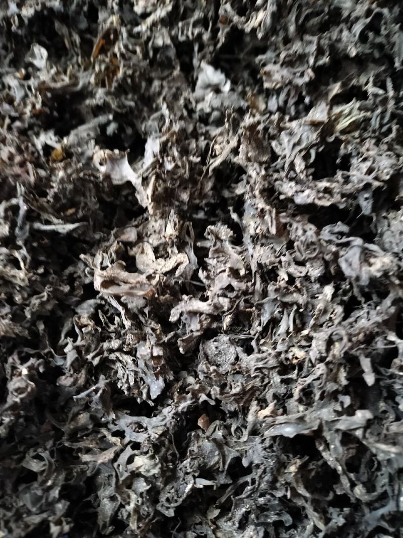免洗地皮菜精品