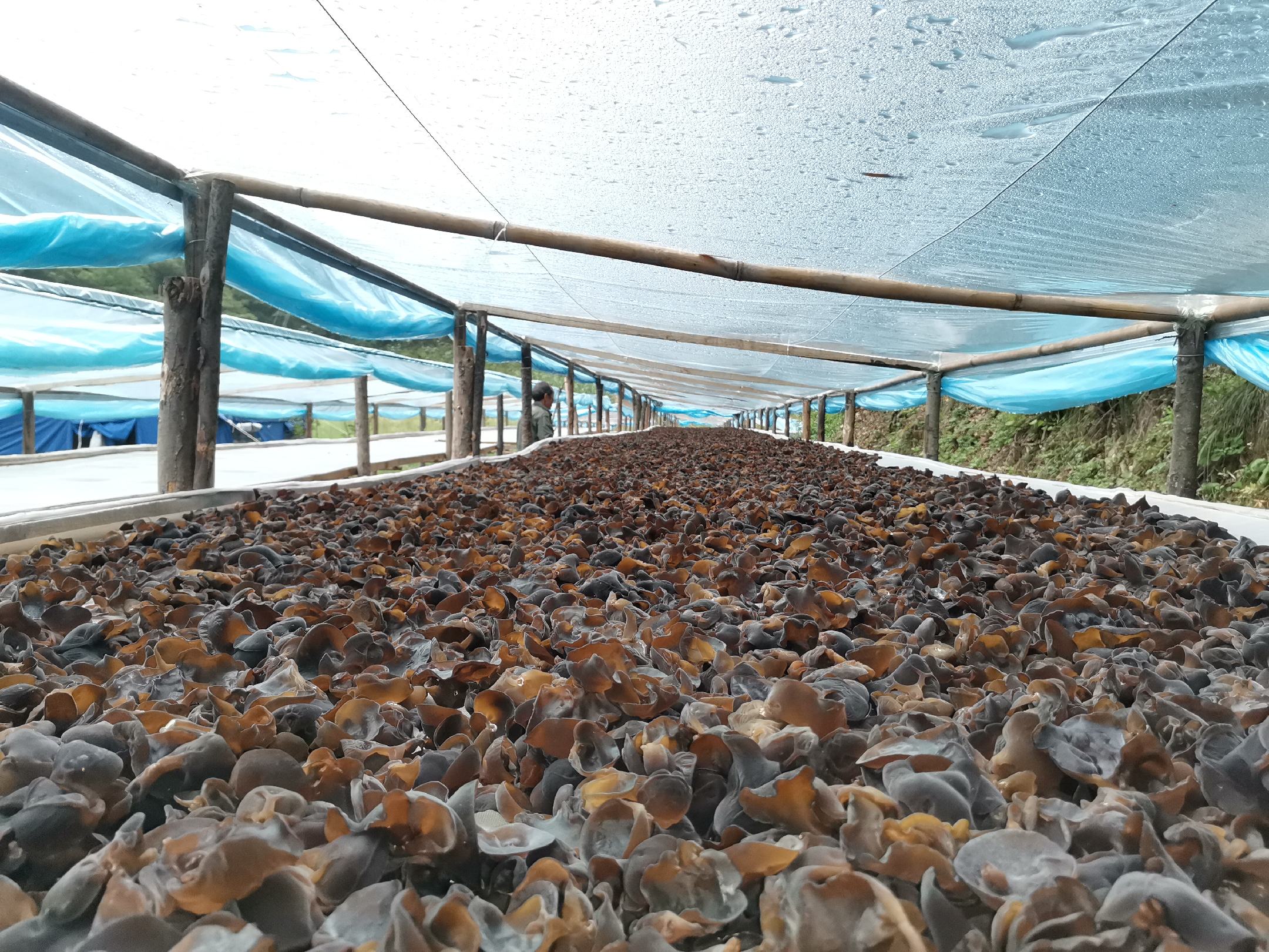 秋木耳生长在湿润的树干上
