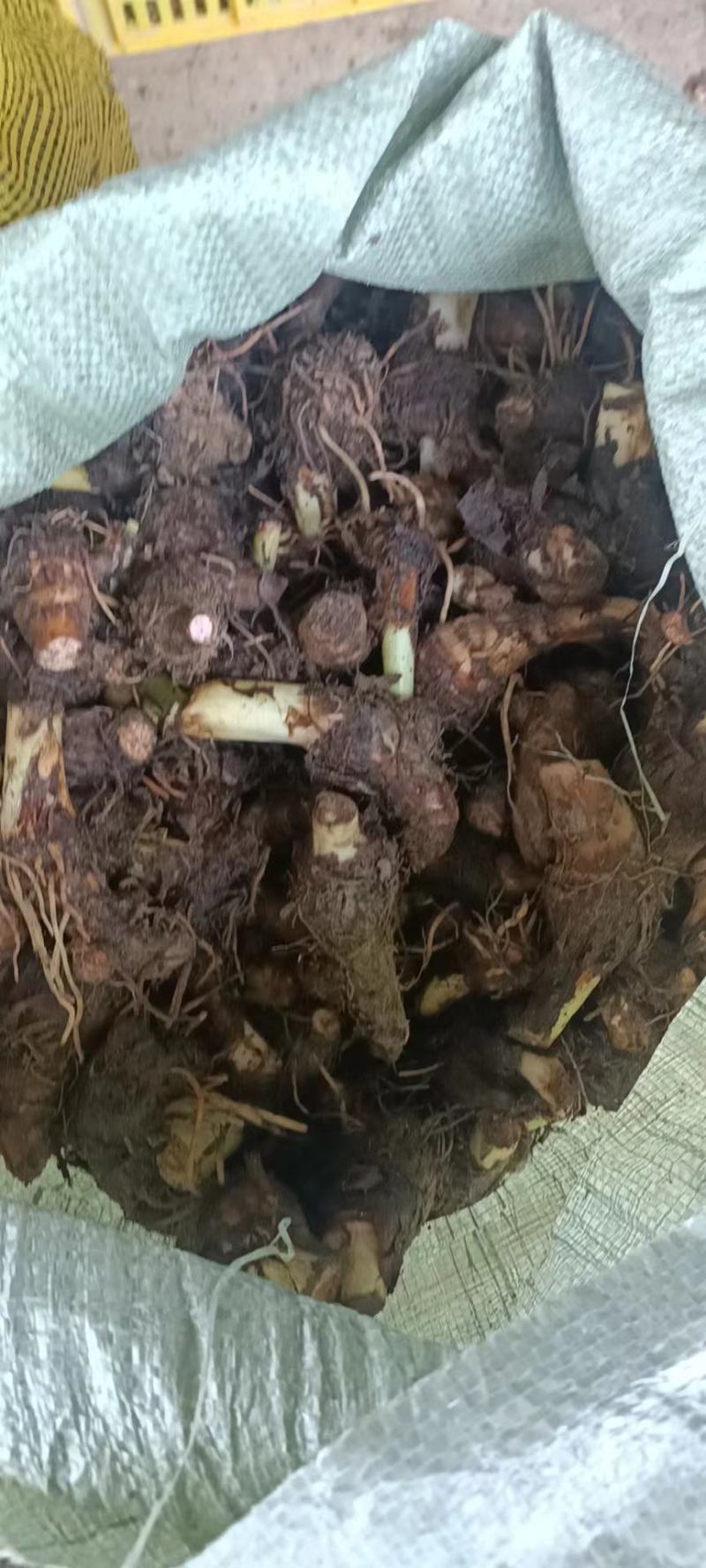 广西芋头种子个头均匀表皮光滑品质保证产地直发量大优惠
