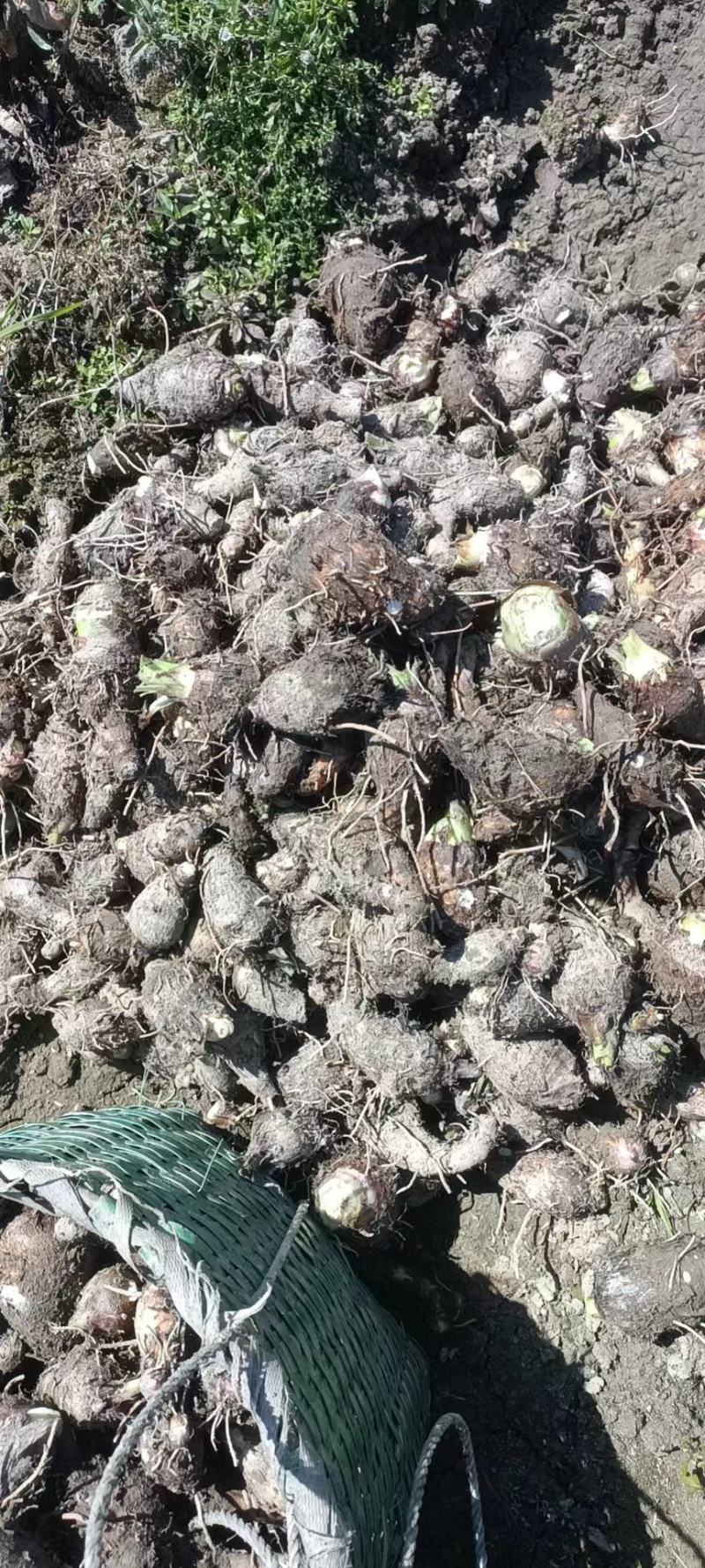 广西芋头种子个头均匀表皮光滑品质保证产地直发量大优惠