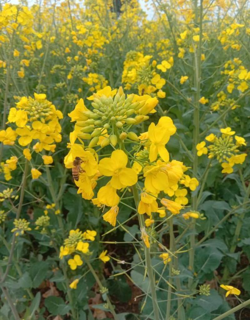 德兴油558油菜种子四川油菜籽种高产抗病出油高秋冬季耐寒