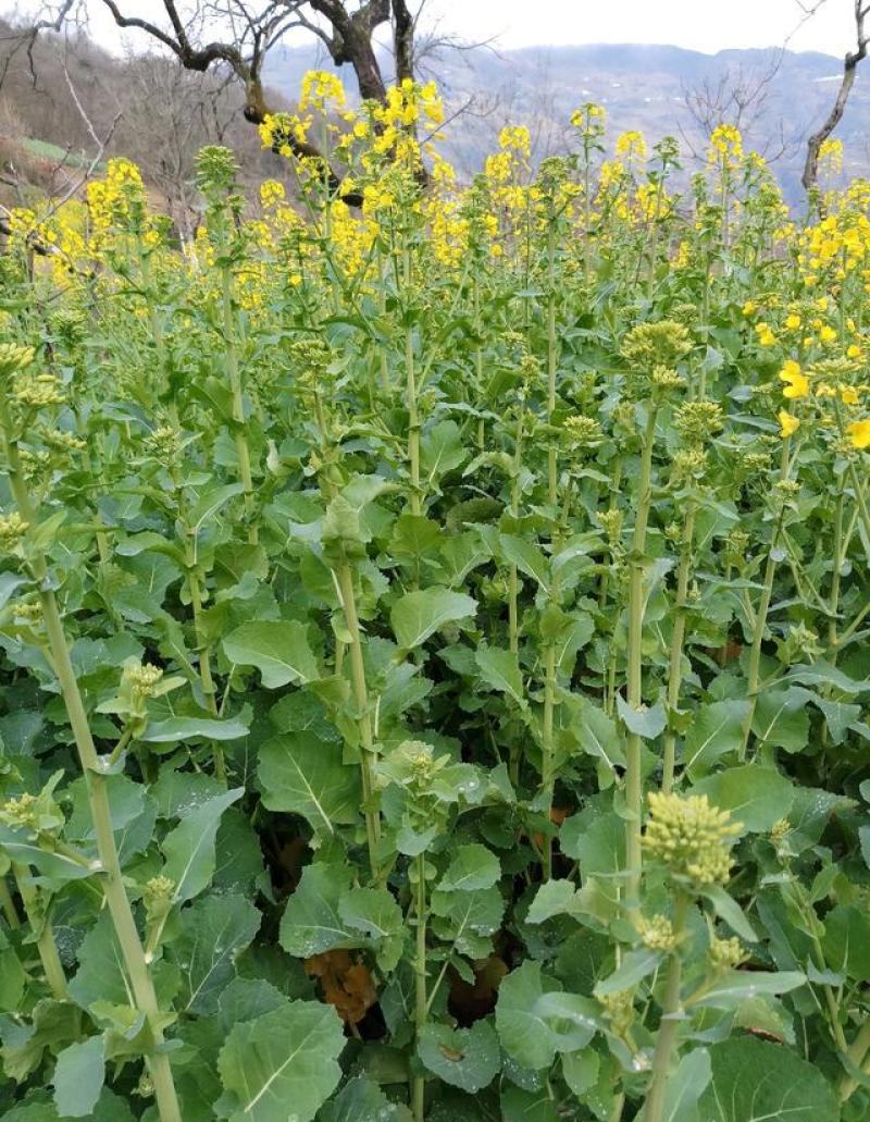 德兴油558油菜种子四川油菜籽种高产抗病出油高秋冬季耐寒