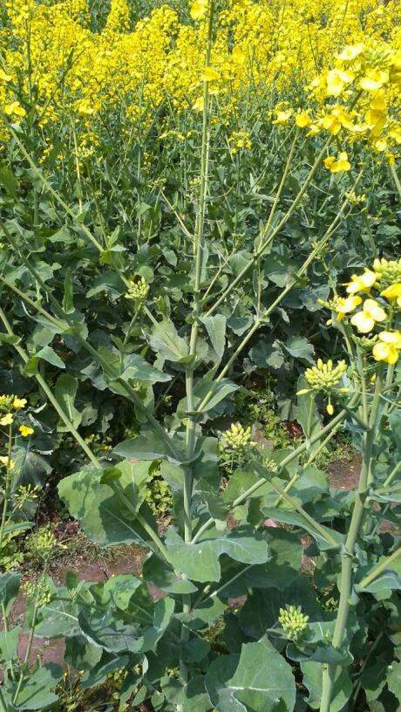 德兴油558油菜种子四川油菜籽种高产抗病出油高秋冬季耐寒