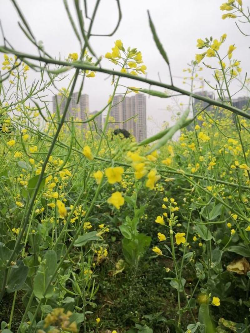 德兴油558油菜种子四川油菜籽种高产抗病出油高秋冬季耐寒