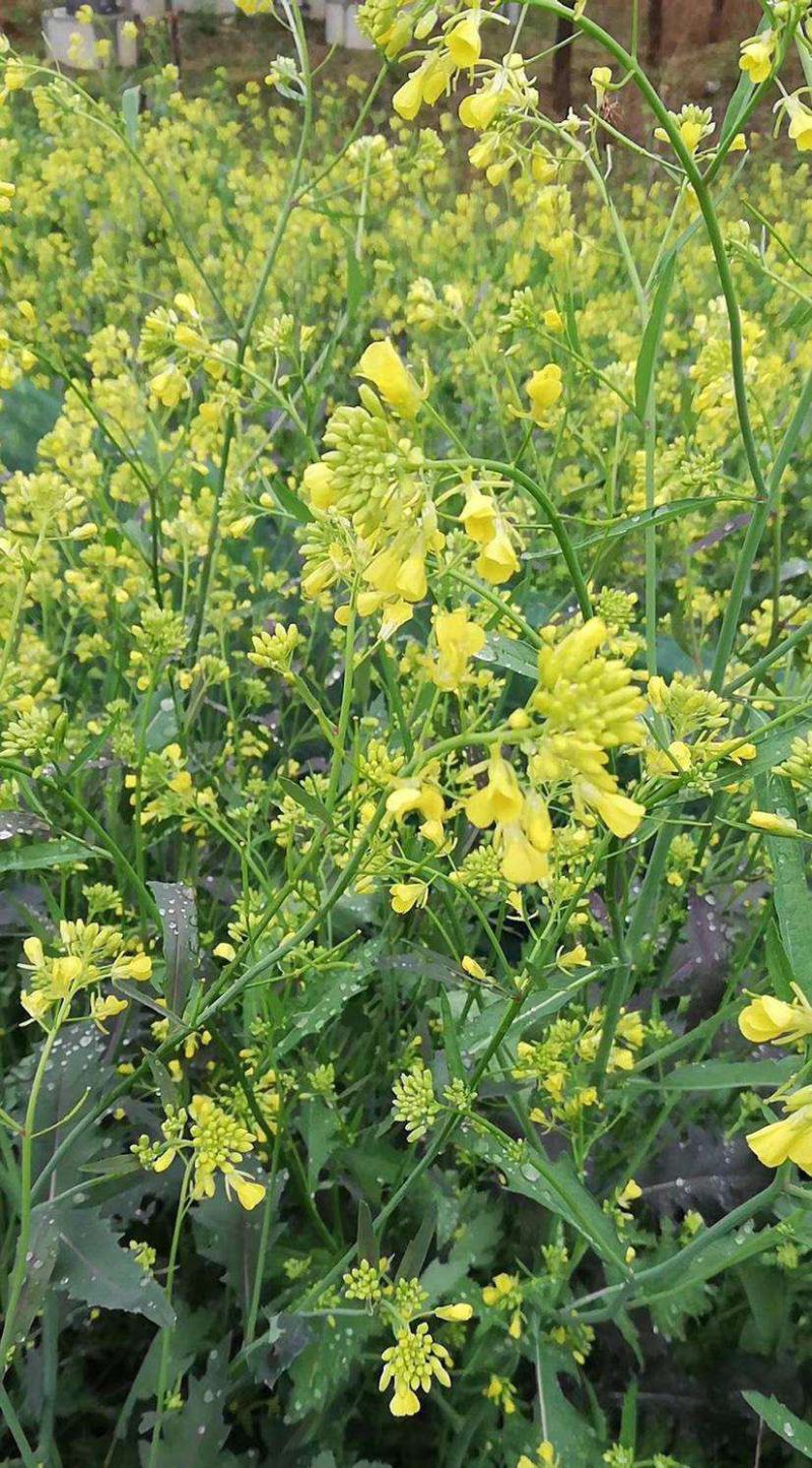 德兴油558油菜种子四川油菜籽种高产抗病出油高秋冬季耐寒