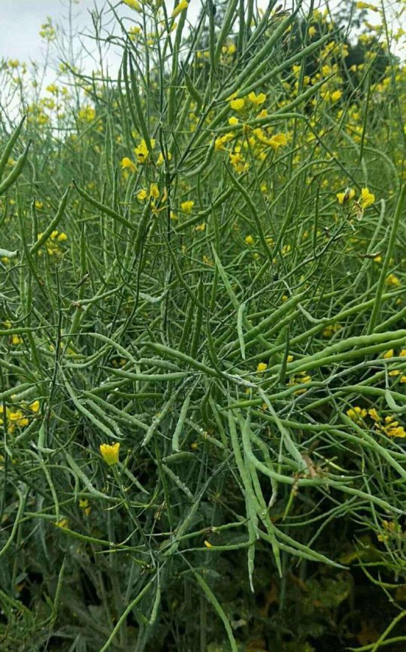 德兴油558油菜种子四川油菜籽种高产抗病出油高秋冬季耐寒