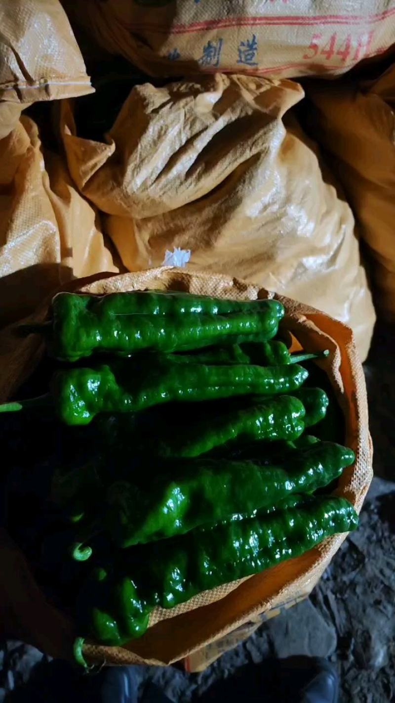 301鲜辣椒薄皮精品，辣椒基地，一手货源欢迎订购