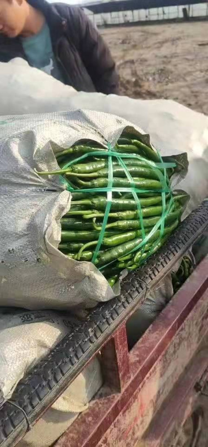 河南鲜辣椒夏邑线椒青条黑条产地自供货源充足价格