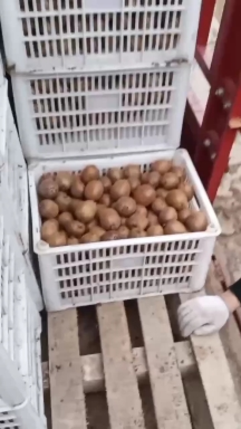 大量出售徐香猕猴桃