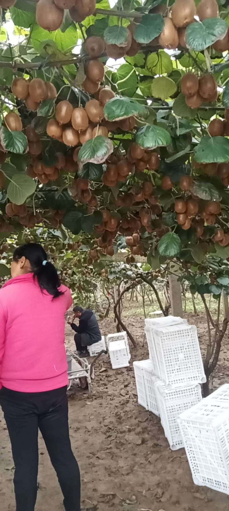 大量出售徐香猕猴桃