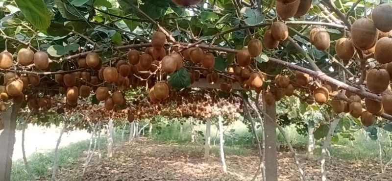 大量出售徐香猕猴桃