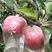 冰糖心红富士苹果上市了，自家果园，货源充足，脆甜多汁，