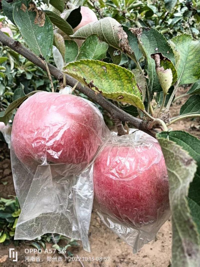冰糖心红富士苹果上市了，自家果园，货源充足，脆甜多汁，