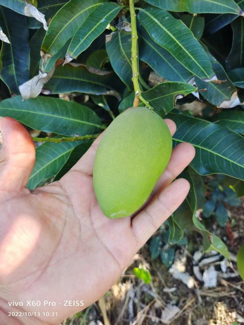 海南小台芒上市了海南代办为您服务全国发货