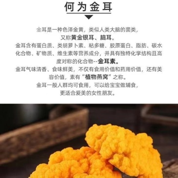 食用菌新鲜金耳菌