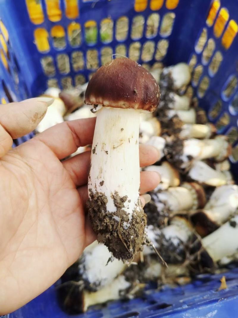 赤松茸
