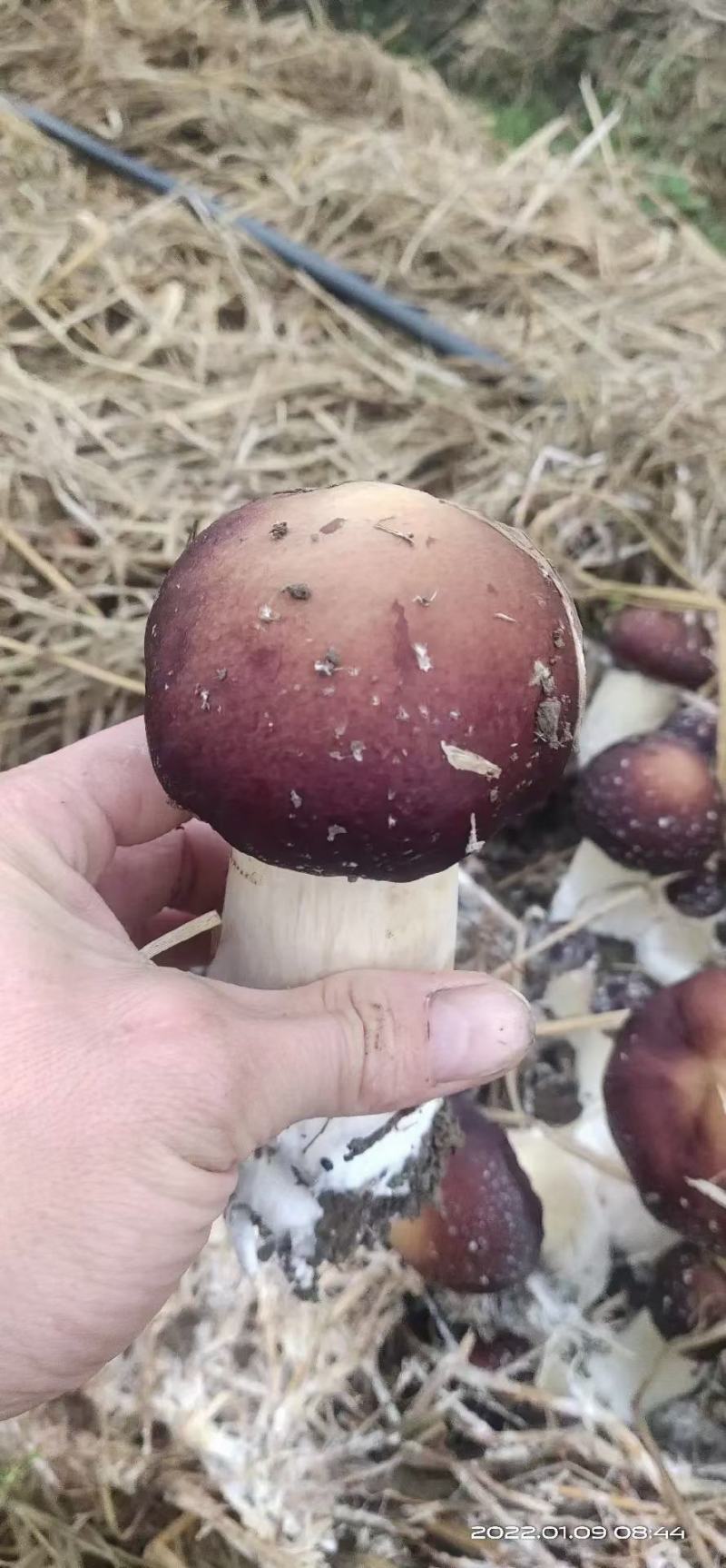 赤松茸