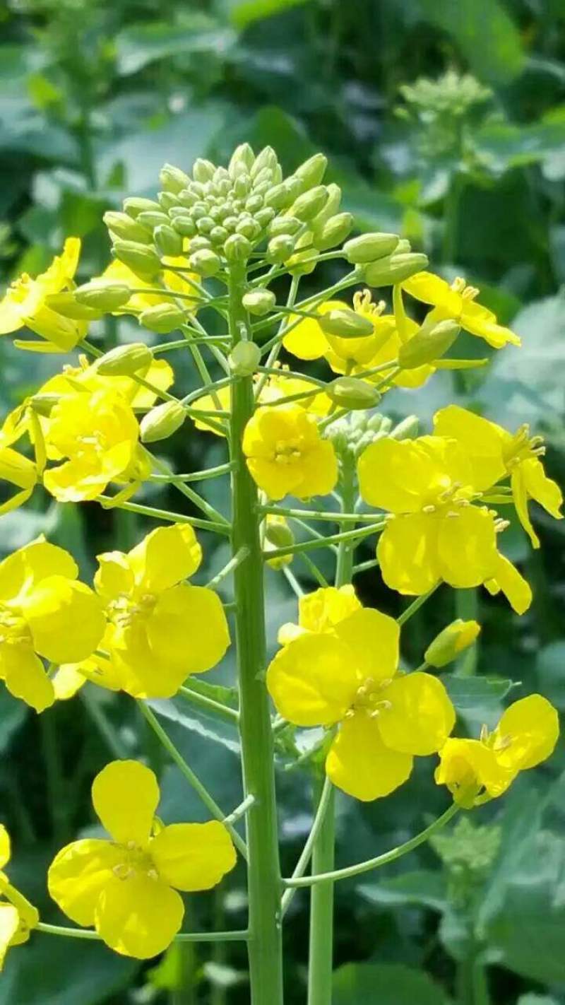南马德佳油999油菜种子高产高油矮杆抗病抗倒伏甘蓝型油菜