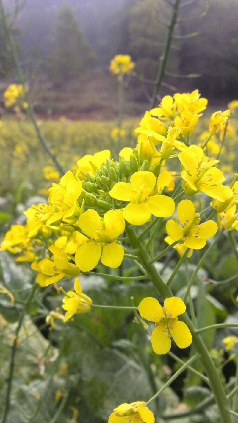 南马德佳油999油菜种子高产高油矮杆抗病抗倒伏甘蓝型油菜