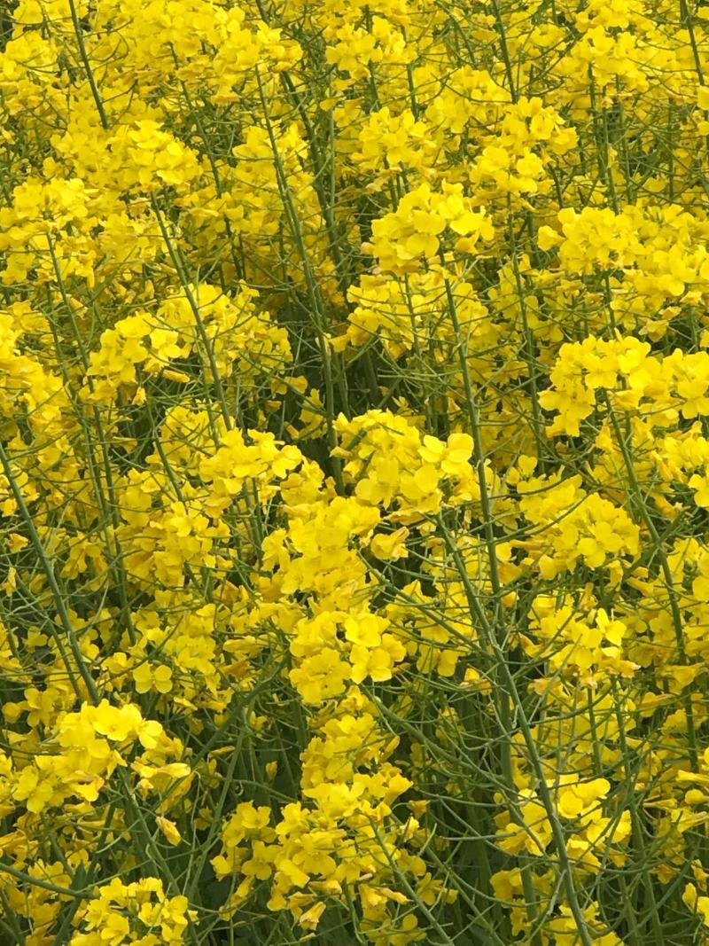南马德佳油999油菜种子高产高油矮杆抗病抗倒伏甘蓝型油菜